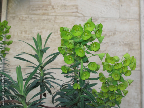 Euphorbia characias photo