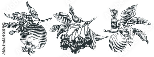 Cherries,  pomegranate and apricot set. Hand drawn engraving style illustrations.