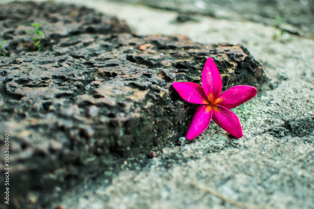 Pink plumeria flowers Laying on brown stones Pink plumeria flowers Laying on brown stones