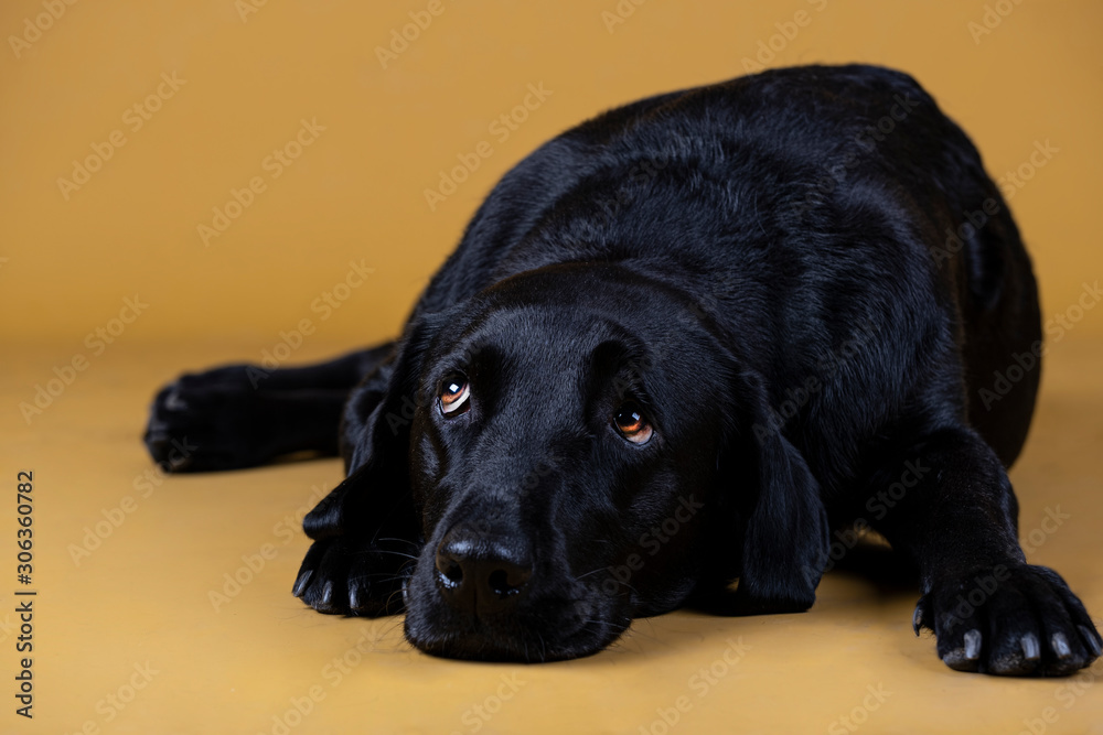 black labrador dog lying on the floor looking sad black labrador dog lying on the floor looking sad