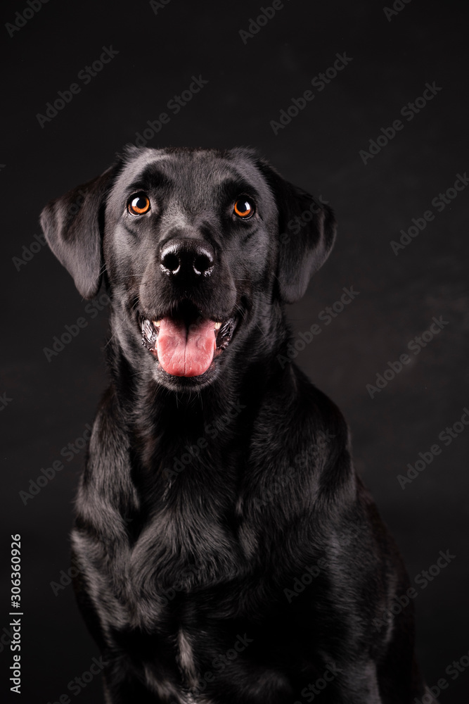 black labrador dog with orange eyes with tongue sticking out, on black background