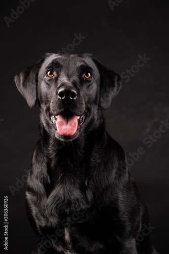 black labrador dog with orange eyes with tongue sticking out, on black background © ImagineStock