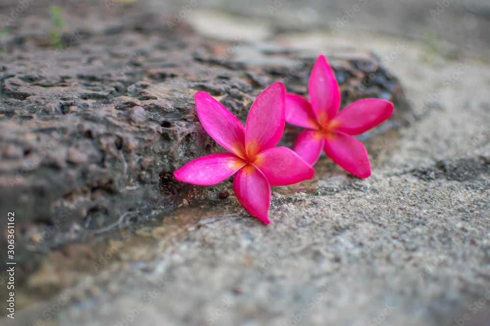 Pink plumeria flowers Laying on brown stones Pink plumeria flowers Laying on brown stones