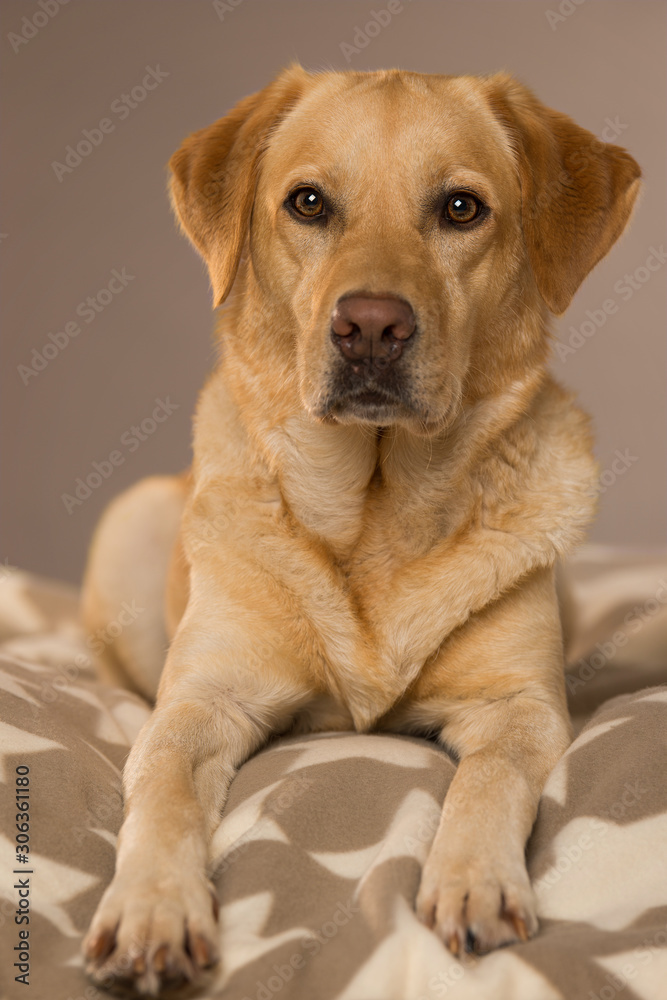 Labrador retriever dog lying on a blanket and looking to camera