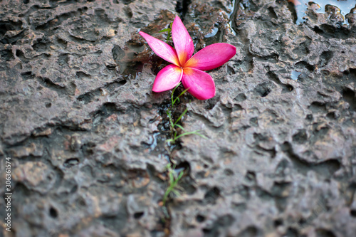 Pink plumeria flowers Laying on brown stones