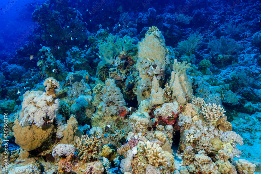 Coral Reef at the Red Sea, Egypt Coral Reef at the Red Sea, Egypt