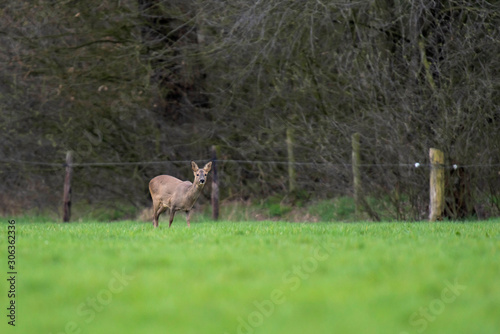 Roe deer in winter fur in meadow. © ysbrandcosijn