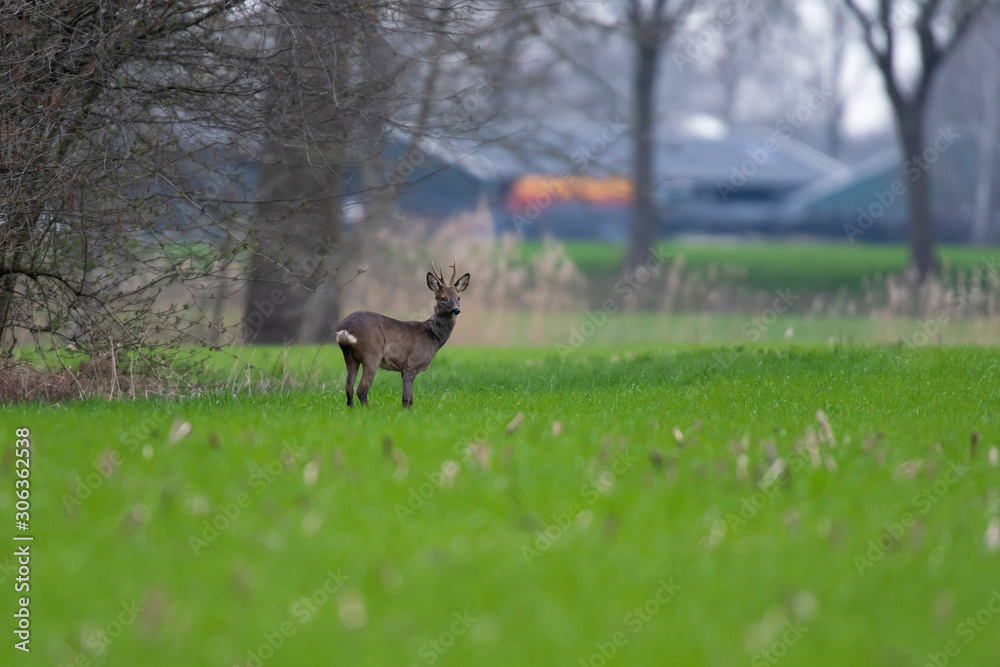 Roebuck in winter fur grazing on farmland. Roebuck in winter fur grazing on farmland.