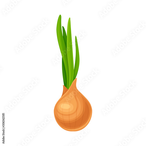 Unpeeled Onion Bulb With Green Sprout Vector Item Isolated On White Background