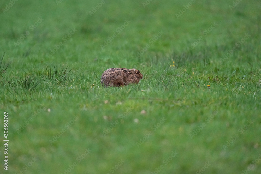 Alert hare with ears flat in meadow. Alert hare with ears flat in meadow.