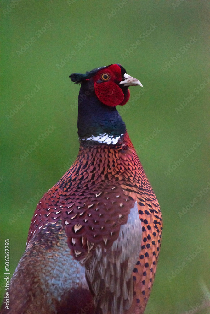 Fototapeta premium Potrait of male pheasant in meadow. Side view.