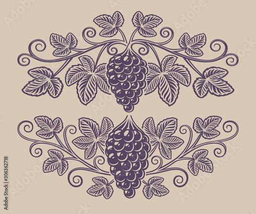 Vintage illustration of a grape branch