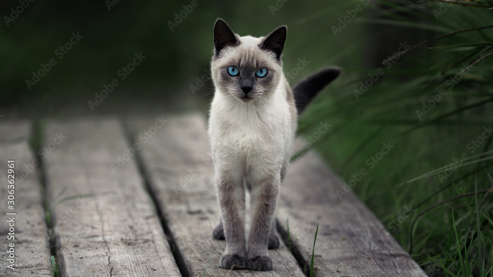 Gray cat with blue eyes