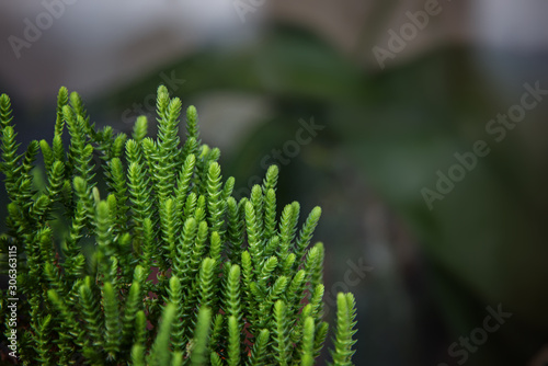 Grassy succulent, green shoots on a blurred background.