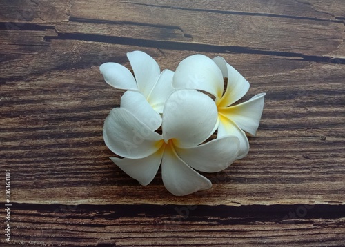 Frangipani flowers (Plumeria flowers) blooming on wallpaper background closeup. White beautiful flowers with yellow at center. 