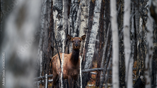 Deer maral in birch forest