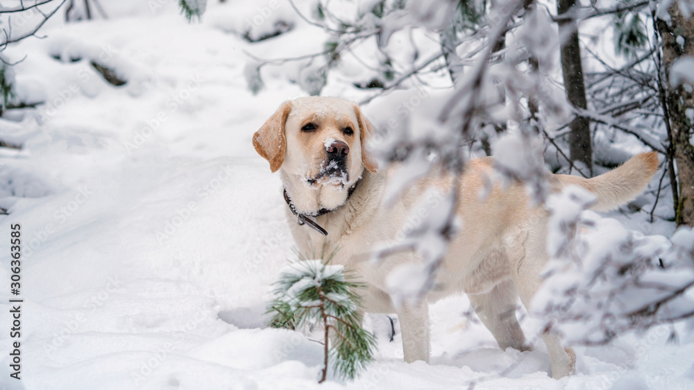 Labrador dog in a snowy forest Labrador dog in a snowy forest