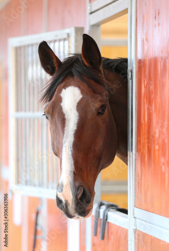 A beautiful brown horse looks out from the box in a stable. © Tintin Design Studio