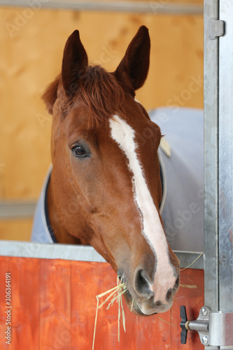 A beautiful brown horse looks out from the box in a stable.
