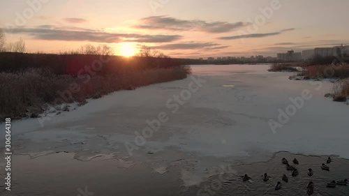 Wallpaper Mural Ducks and drakes swim in the winter pond. Birds winter on the water of the lake among the ice floes. Torontodigital.ca