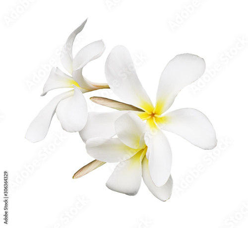 Closeup of frangipani (plum...