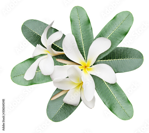 Closeup of frangipani (plum...
