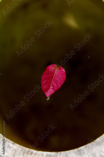 Red Flowers on Water
