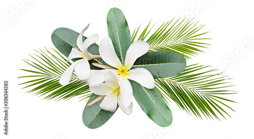 Frangipani (plumeria) flowe...