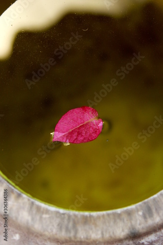 Red Flowers on Water