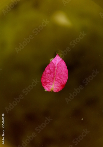 Red Flowers on Water