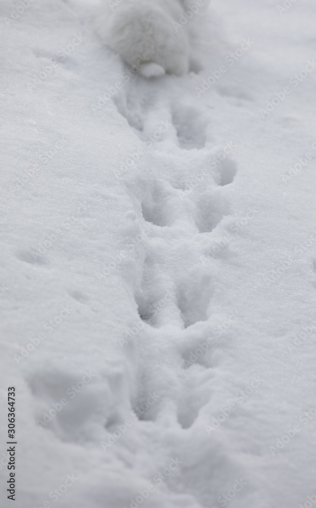 running white rabbit in the snow