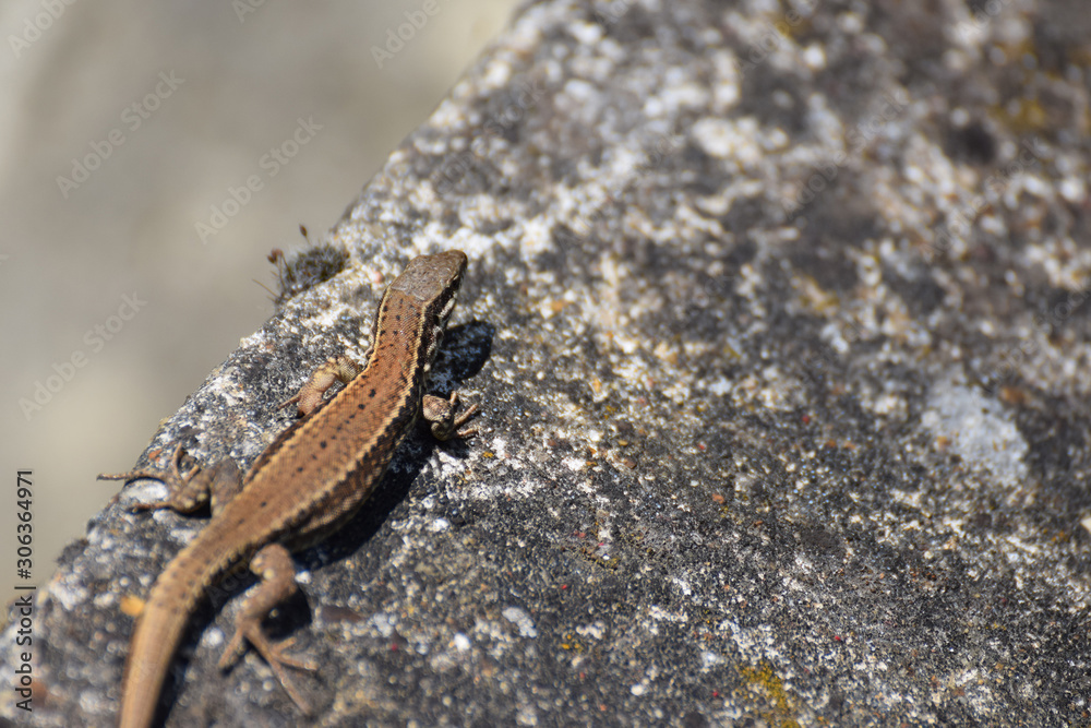 Lézard Lézard