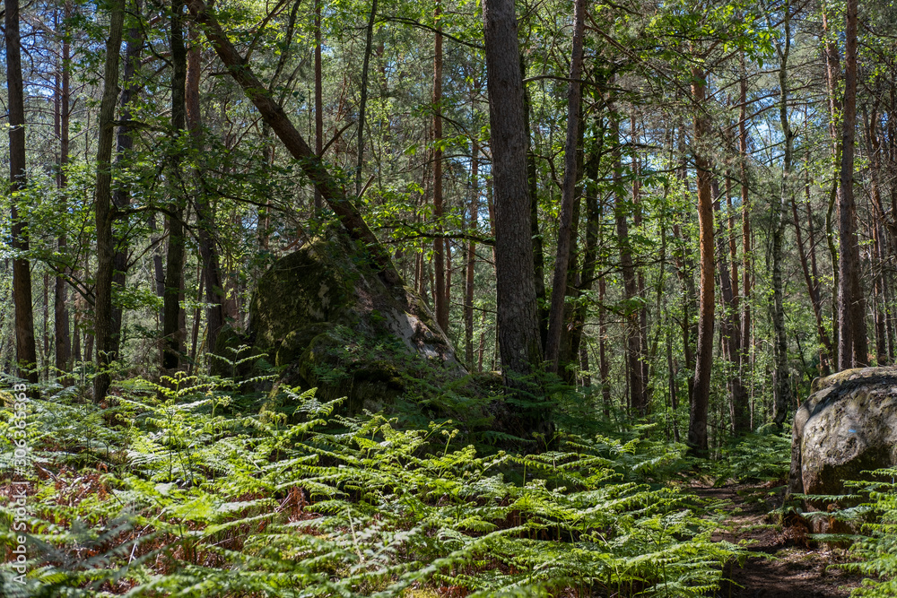 Strain in the underwood of Fontainebeau forest, France Strain in the underwood of Fontainebeau forest, France