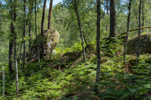 trunk and stone in Fontainebeau forest, France