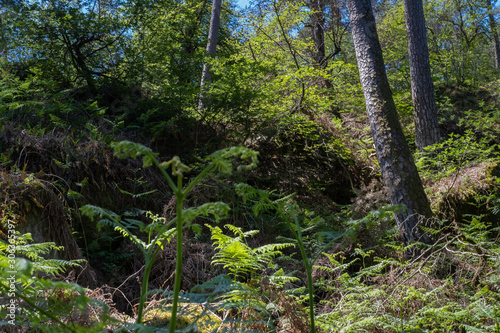 Undergrowth in Fontainebeau forest  France 5