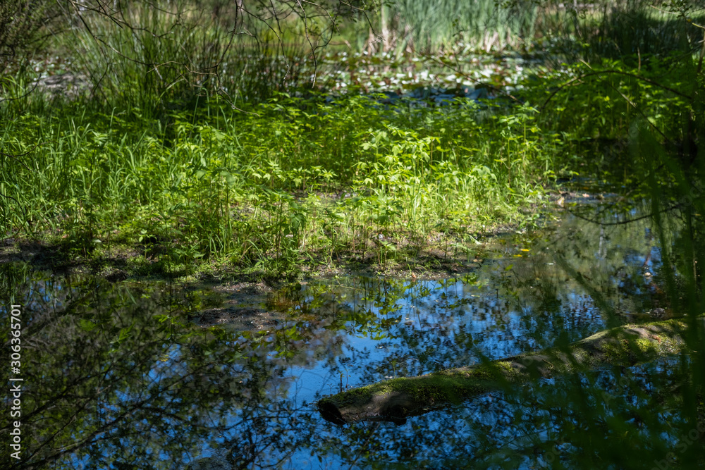 Pond in the Fontainebleau forest, France 2 Pond in the Fontainebleau forest, France 2