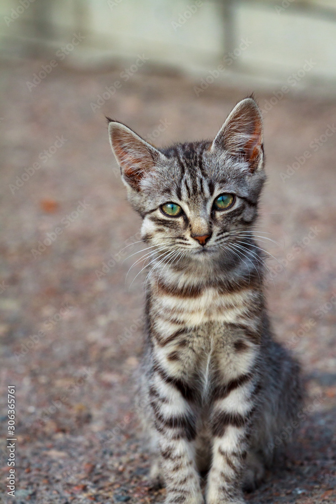 street kitten of a beautiful tiger color