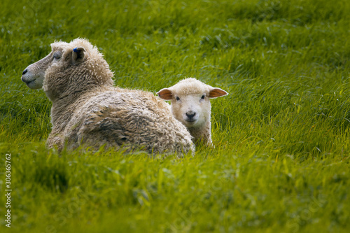 Schaf Neuseeland