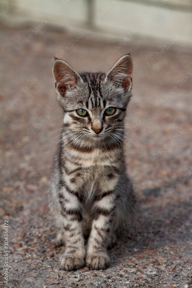street kitten of a beautiful tiger color