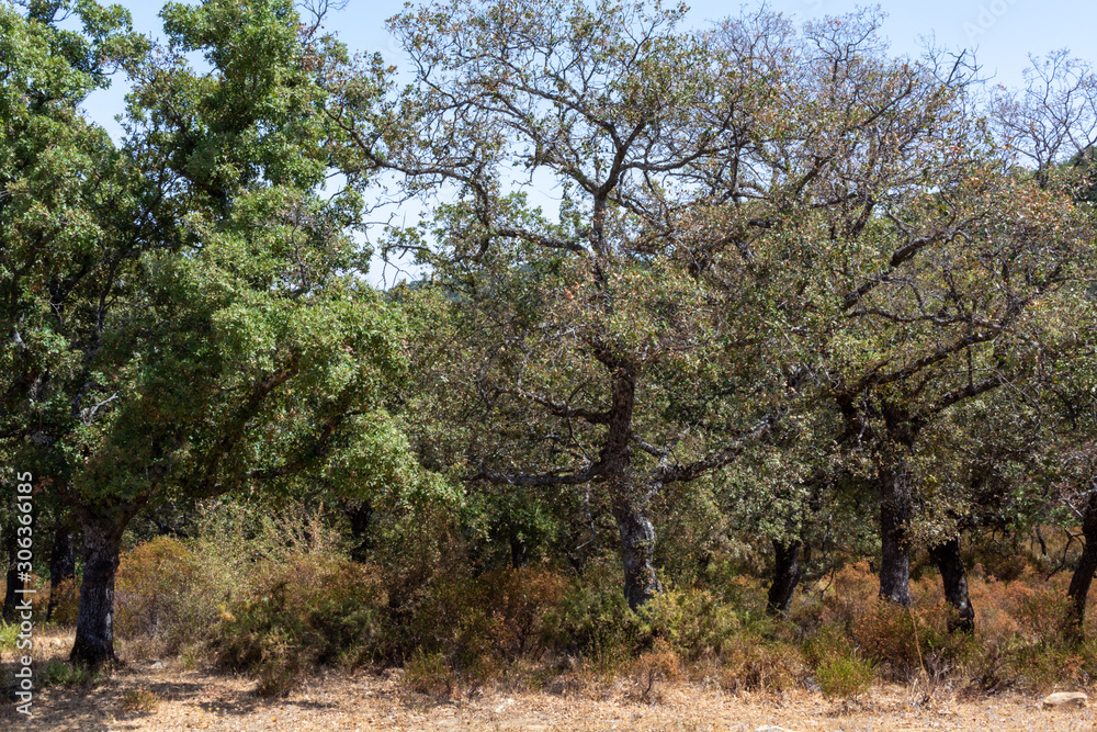 Grove with cork oaks, primary source of cork for wine bottle stoppers and other uses Grove with cork oaks, primary source of cork for wine bottle stoppers and other uses