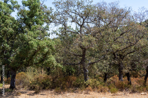 Grove with cork oaks  primary source of cork for wine bottle stoppers and other uses