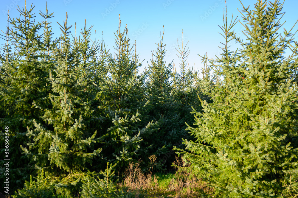Plantations of growing green christmas tree firs in Netherlands