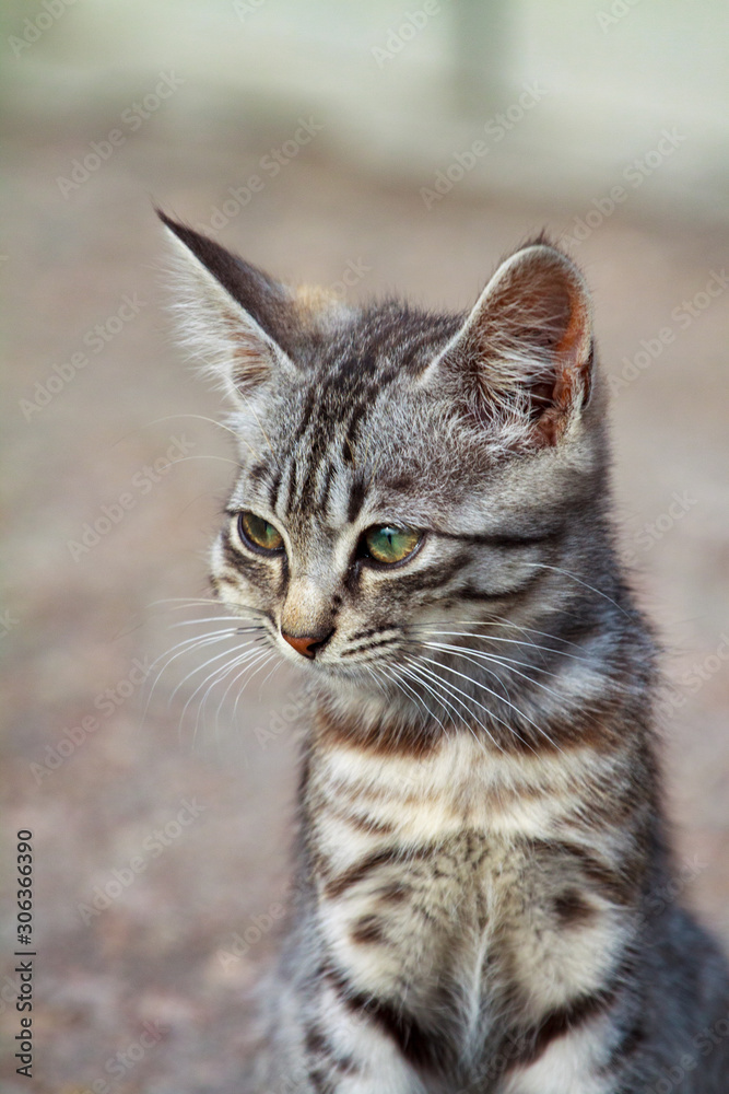 street kitten of a beautiful tiger color