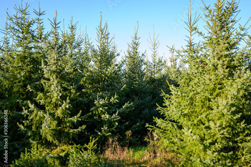 Plantations of growing green christmas tree firs in Netherlands © barmalini