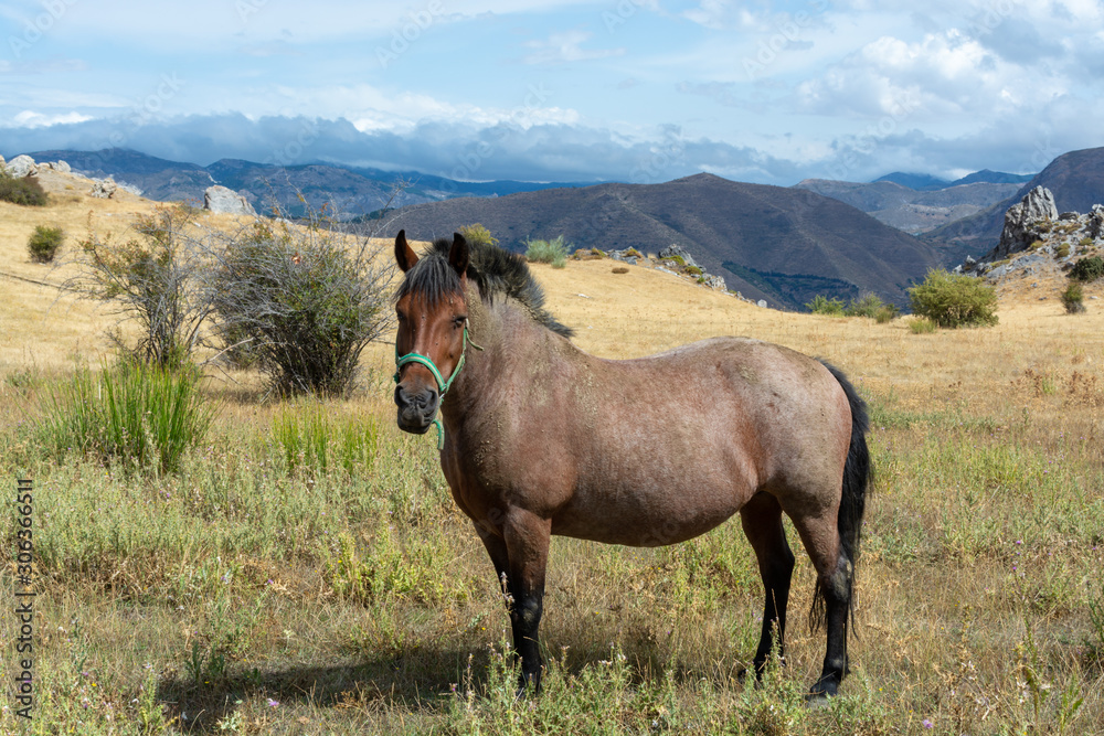 Obraz premium Horse on meadows in Sierra Nevada mountrains, Andalusia, Spain