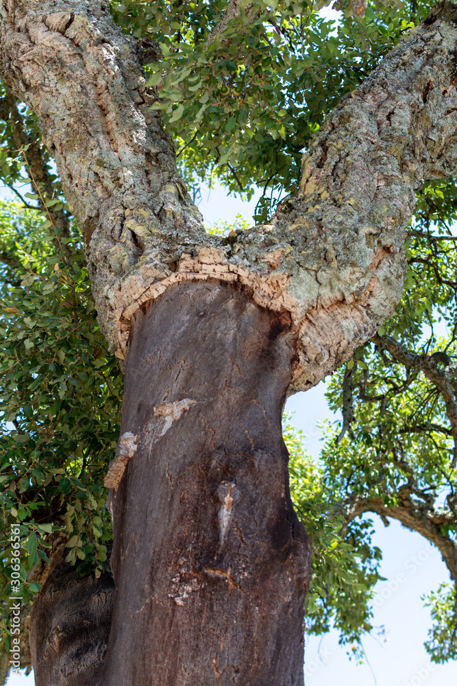 Peeled cork oak, primary source of cork for wine bottle stoppers and other uses Peeled cork oak, primary source of cork for wine bottle stoppers and other uses