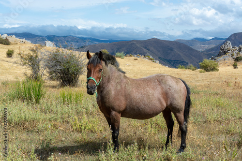 Horse on meadows in Sierra Nevada mountrains, Andalusia, Spain © barmalini
