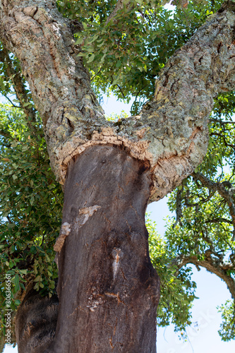 Peeled cork oak, primary source of cork for wine bottle stoppers and other uses