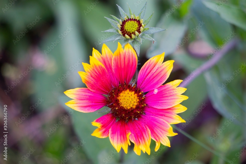 pink and yellow flower pink and yellow flower