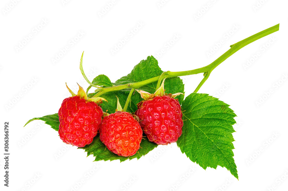 custom made wallpaper toronto digitalRaspberry branch on white background
